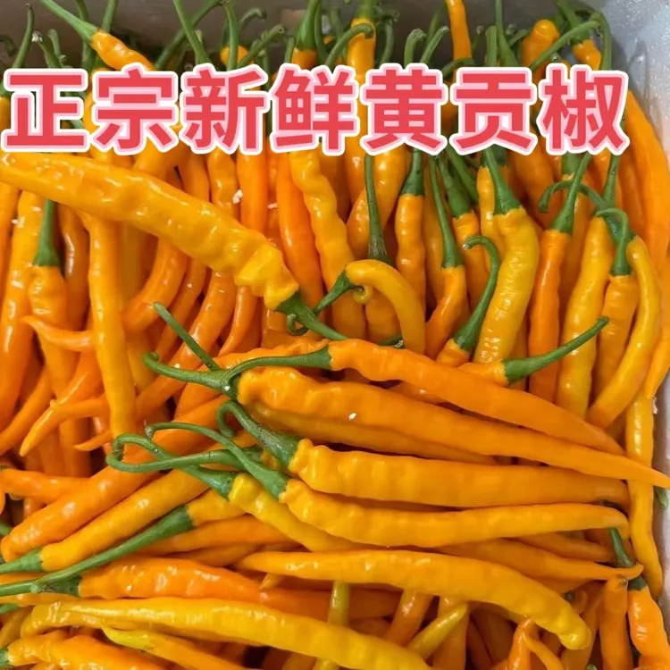 湖南衡东正宗三樟黄贡椒新鲜辣椒原产地直供现摘现发餐饮饭店包邮