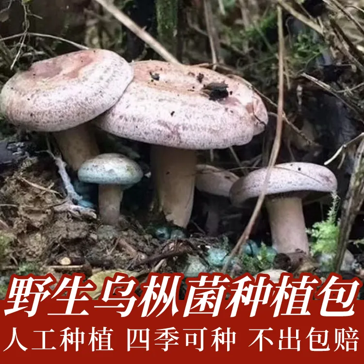 【包出菌】人工栽培野生乌纵菌黄纵菌菌种 松菌 阳台种植松纵菌