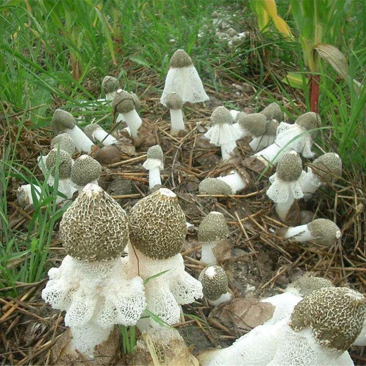 【包出菌】竹荪食用菌包蘑菇菌种家庭室内阳台盆栽四季种植