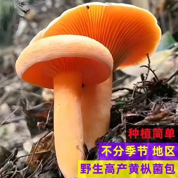 【不出包赔】野生乌枞菌黄枞菌铜绿菌枞树菌松树菌人工培育菌包