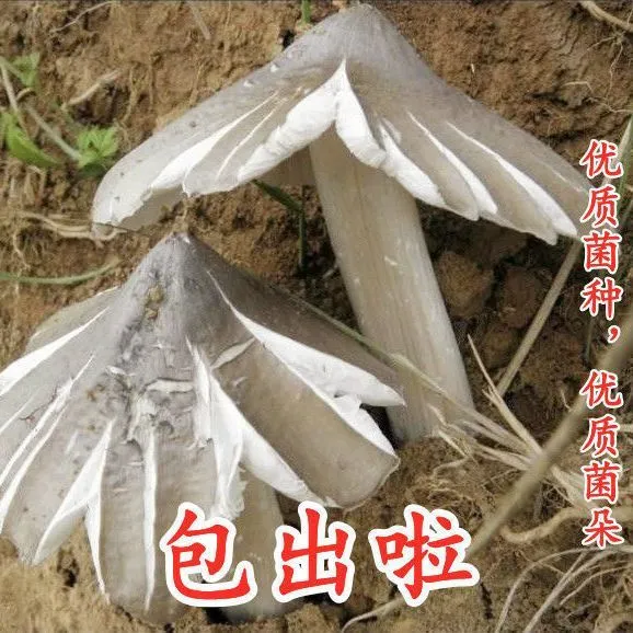 鸡枞菌优质蘑菇菌包不出包赔三塔菇伞把菇鸡肉菌室内室外庭院野外