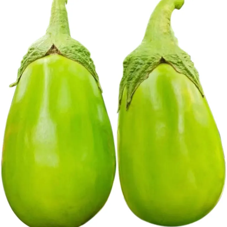 绿罐茄子青种苗精选新鲜带土高产采摘种植根系全国发货品质优质好