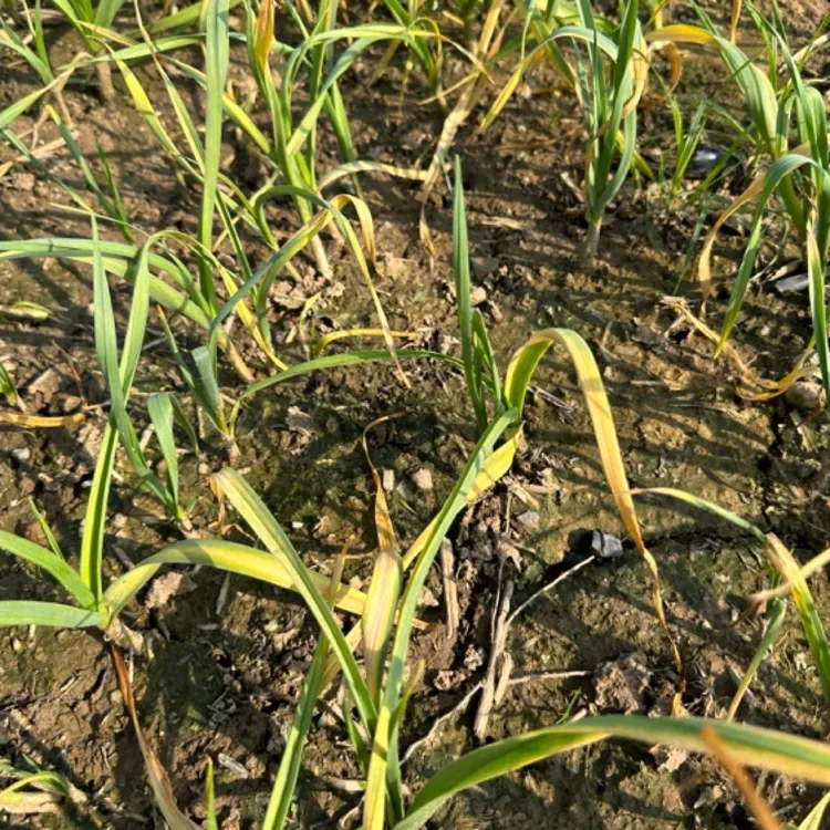 【蒜苗保护伞加强版】病毒病疫病叶枯灰霉进口产品组合一套6桶水