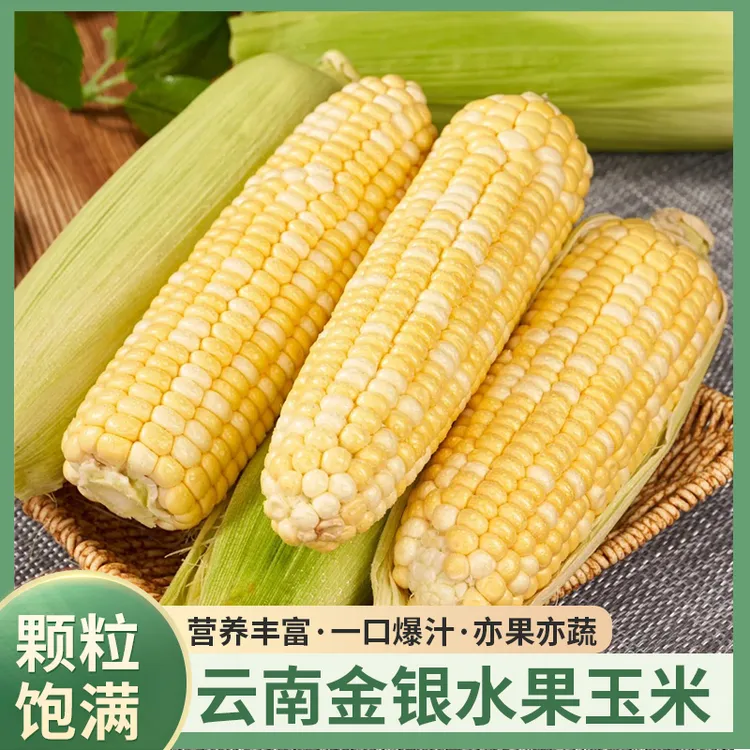 云南新鲜现摘金银水果甜玉米鲜嫩甜脆可生吃