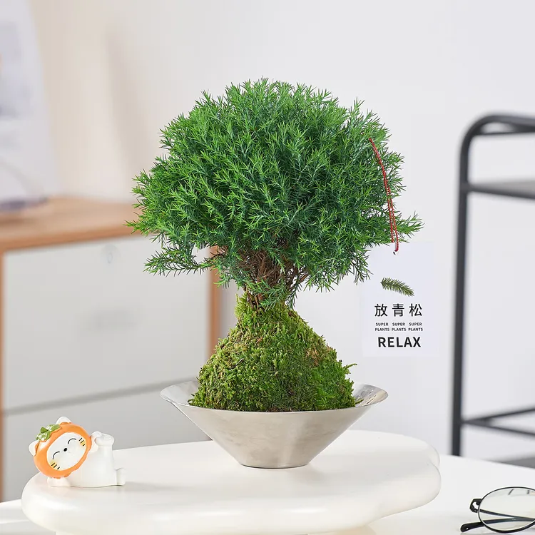 雾松盆栽水培苔藓球植物放青松好养治愈系室内办公桌面绿植摆件