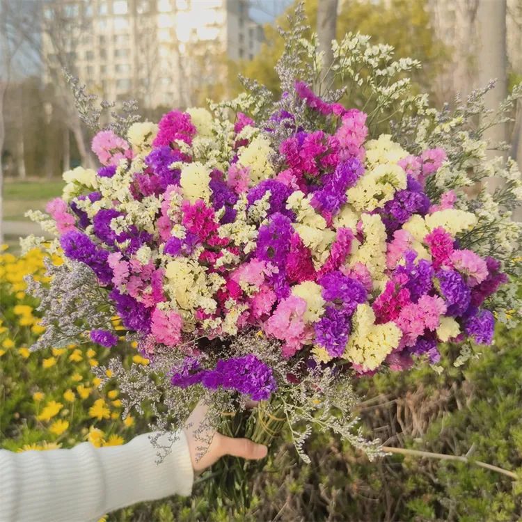 [买一送一]云南真花勿忘我基地直发风干鲜花大束干花花束客厅装饰