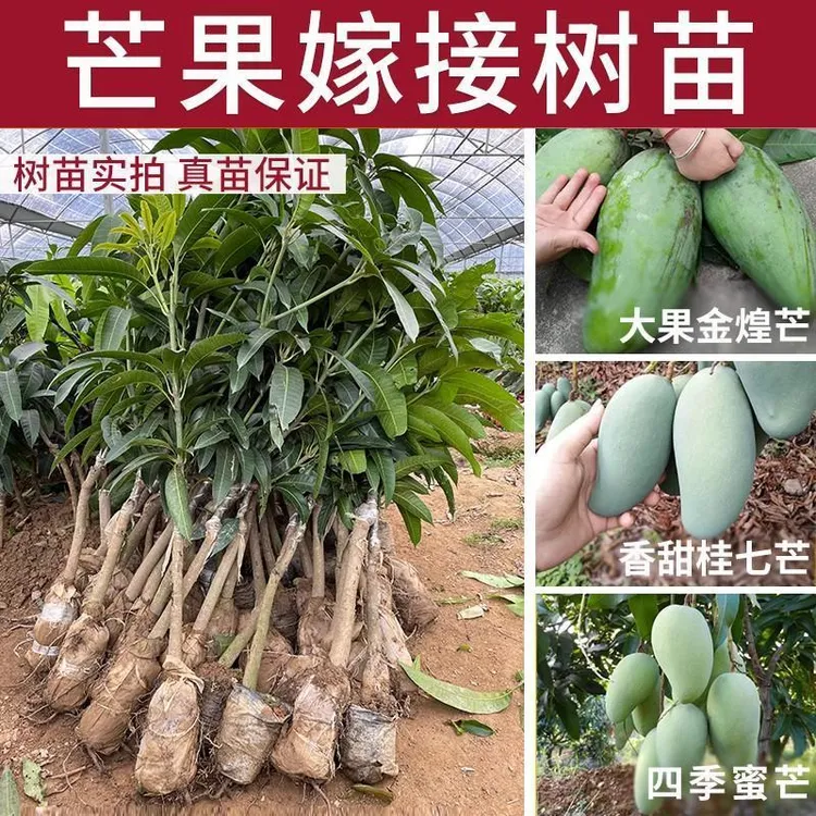 芒果树苗金煌芒果苗桂七芒果苗红贵妃芒果苗红象芽芒果嫁接树苗