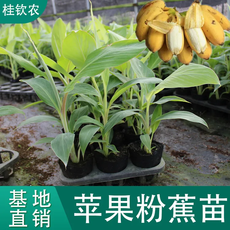 苹果蕉树苗果树苗安南蕉树苗红香蕉苗中蕉小米蕉苗粉蕉苗矮脚香蕉