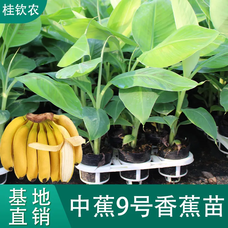 香蕉树苗中蕉九号蕉苗树苗皇帝蕉苗香蕉苗广西粉蕉苗矮脚香蕉树苗