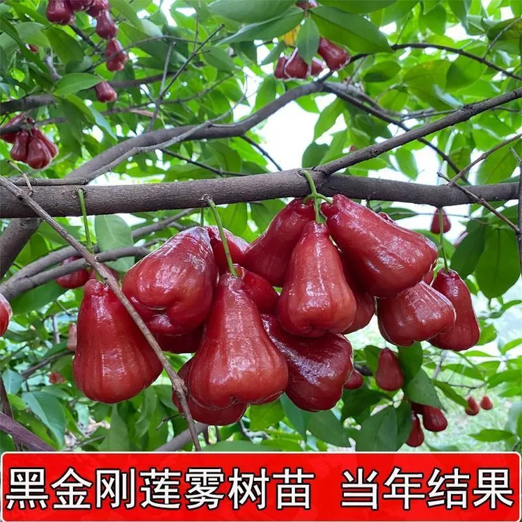 莲雾树苗盆栽大叶红飞弹莲雾苗黑金刚莲雾苗黑糖芭比莲雾果树苗