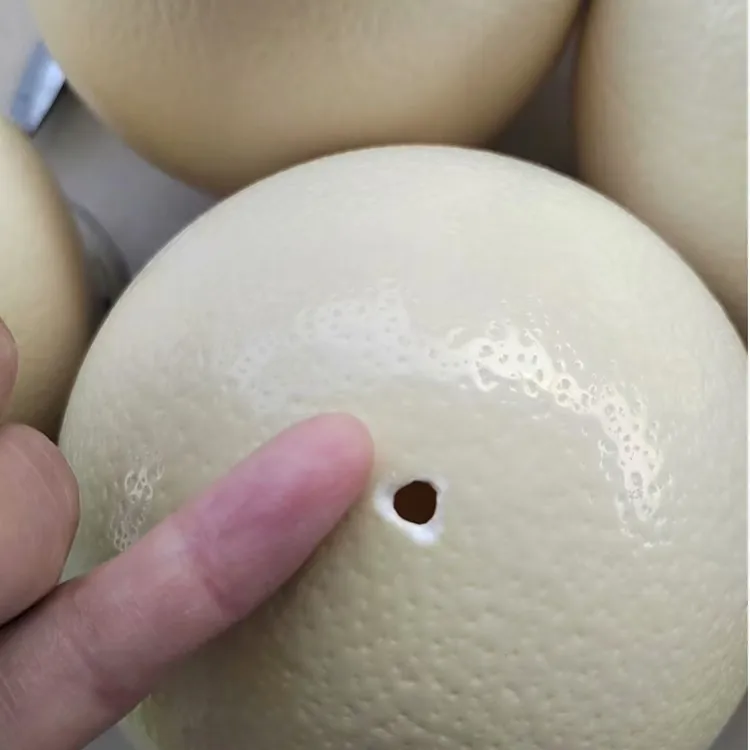 鸵鸟蛋蛋壳(蛋壳)小孔鸵鸟蛋蛋壳鸵鸟蛋壳赠蛋托