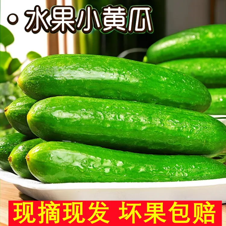 水果黄瓜1斤采摘现摘清脆严选脆甜现摘现发5斤自然熟网红水果黄瓜