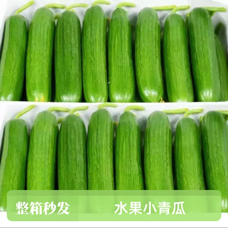 一整箱｜水果小黄瓜爽口甄选原产地无刺包邮当季脆甜当季5斤1斤3斤