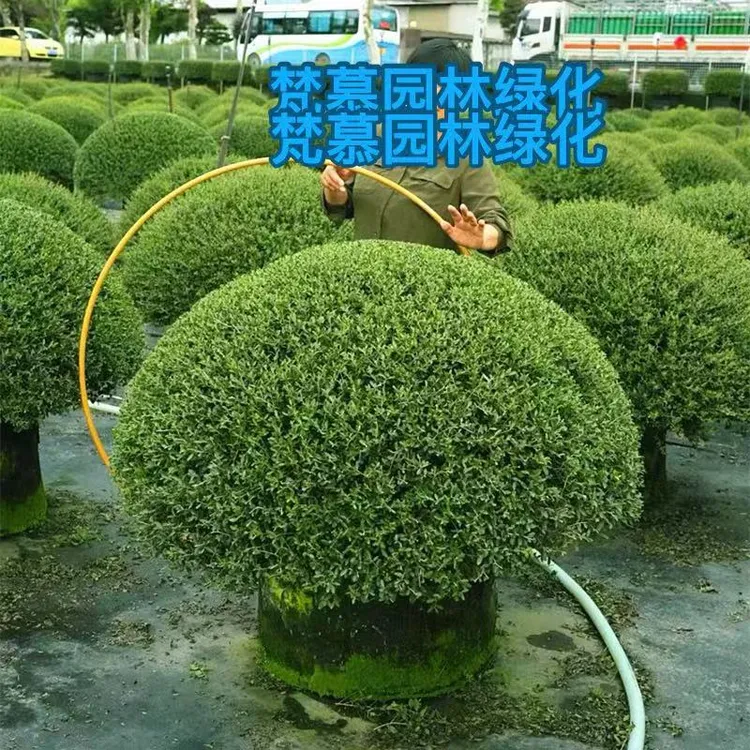 冬青先令球金宝石冬青完美冬青别墅庭院花镜常绿耐寒耐旱苗