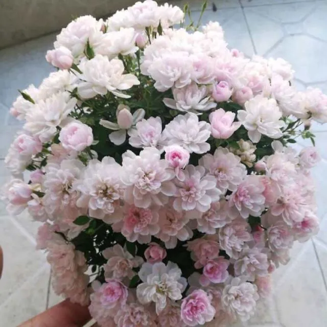 微月中苗链接找到对应品种下单扦插苗独棵