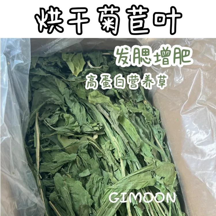 25年烘干菊苣优质发腮增肥营养草|豚鼠兔子荷兰猪龙猫辅草菊苣草