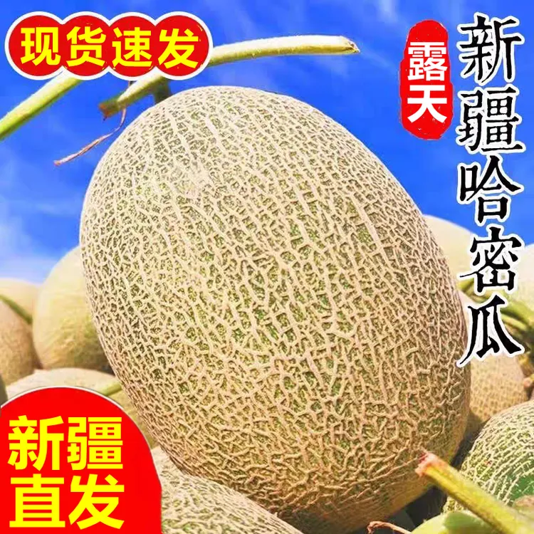 【新疆直发】正宗吐鲁番火焰山多汁西州蜜25号网纹瓜当季新鲜水果