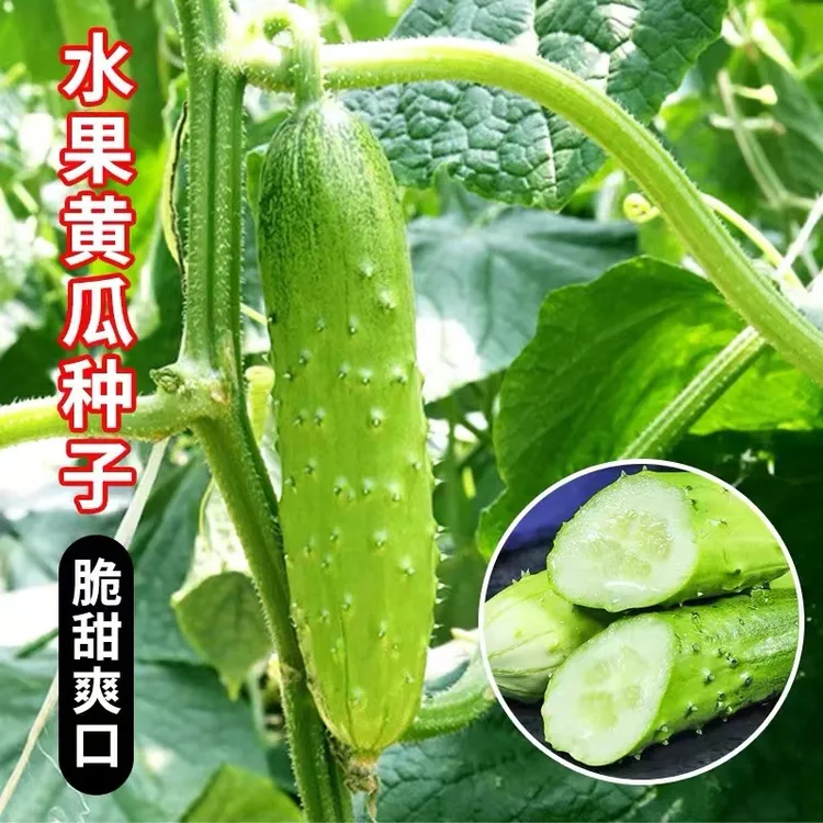 拍三送一水果黄瓜玉女黄瓜种子耐热高产易播种庭院种植蔬菜籽