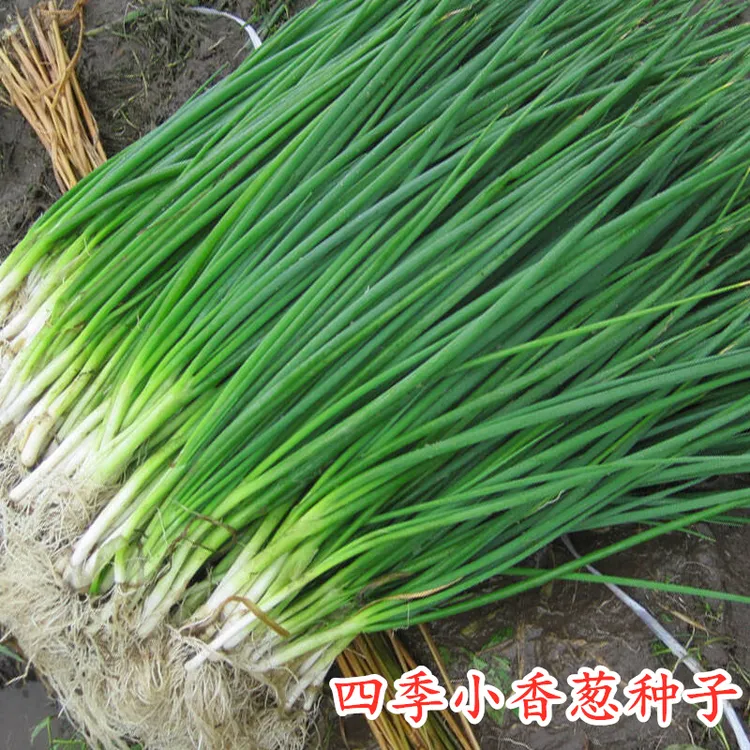 四季小香葱种子铁杆大葱阳台盆栽家庭菜种植易种香葱种子