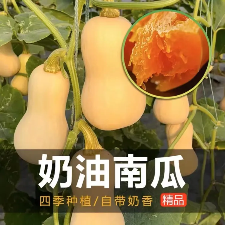 拍三送一奶油南瓜种子甜糯香芋小南瓜高产蔬菜种籽四季可种