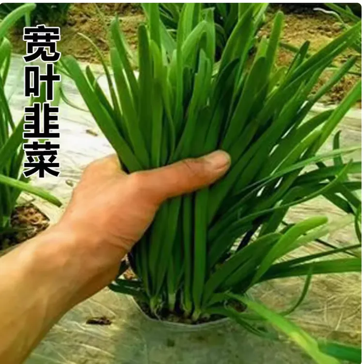 拍三送一韭菜种子紫根韭菜白根韭菜浓香型庭院阳台种植蔬菜种子