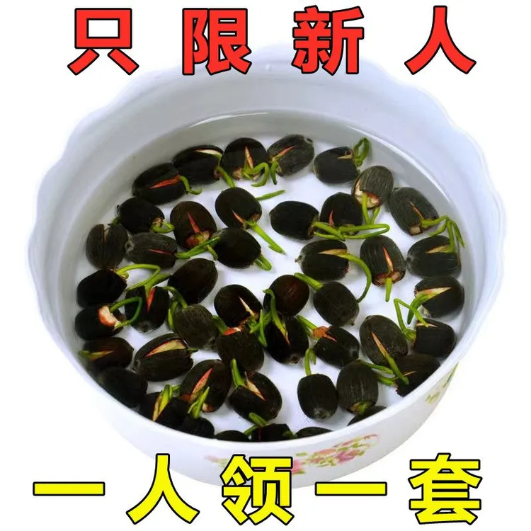 碗莲种水培花卉水养莲藕七彩四季何花绿植荷花种懒人家用室内净化