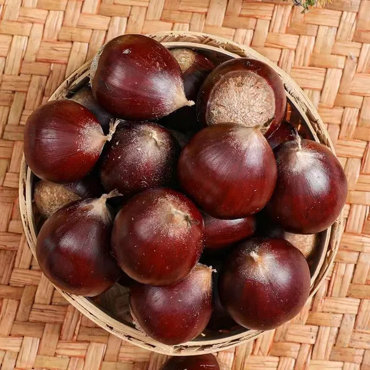 新鲜建瓯高山锥栗2斤5斤装