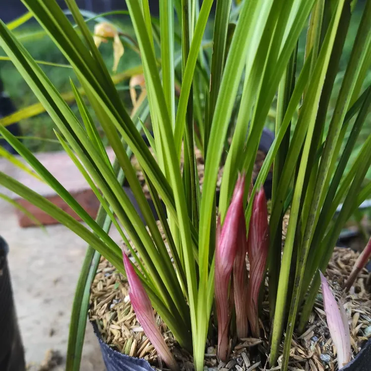 春兰5苗3花苞（随机花色）闻香赏花赏叶裸根发货
