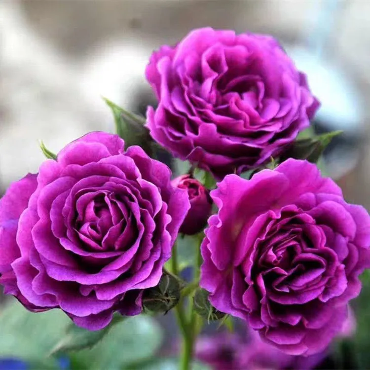 比利时紫色浓香月季花苗绿植盆栽地栽都适合多季节开花（土球发货）