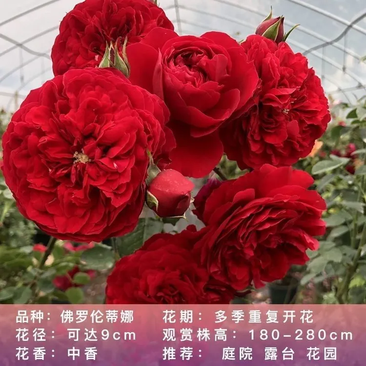 多季花爬藤月季佛罗伦蒂娜多头花正红色 耐寒耐热 庭院盆栽土球发