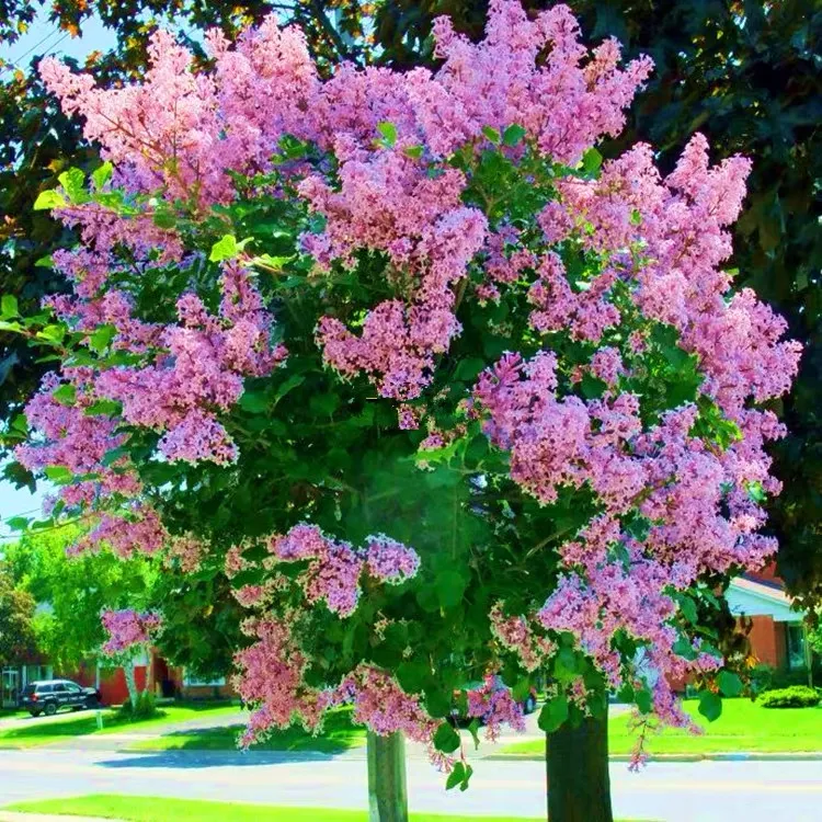 欧洲丁香花树苗浓香花卉盆栽室内外庭院别墅绿化风景植物四季开花