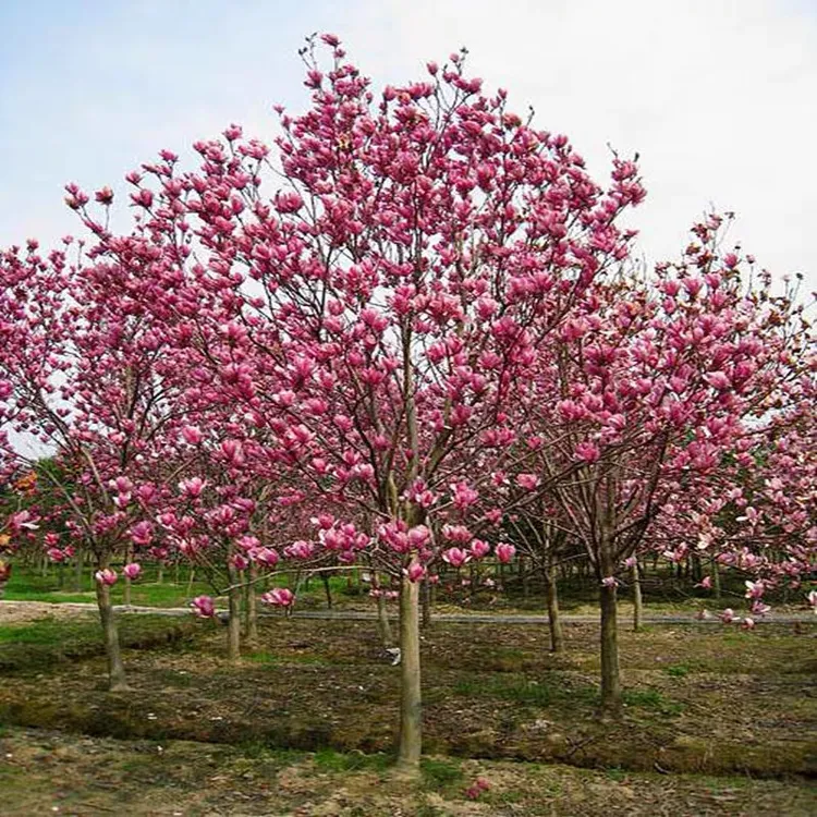 玉兰苗庭院花园紫玉兰花树苗红白黄玉兰南北方种耐寒花卉植物