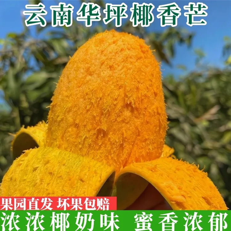 云南高山椰香芒果应季鸡蛋芒5/8斤包邮现摘软糯香甜水果当季热卖