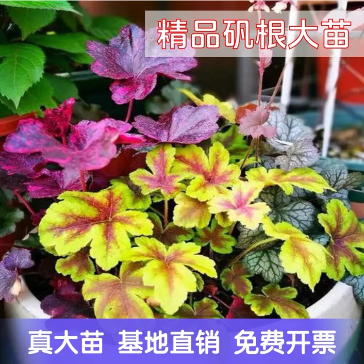 基地直销矾根花叶大苗彩叶草耐寒耐旱盆栽变色花园花境观叶植物