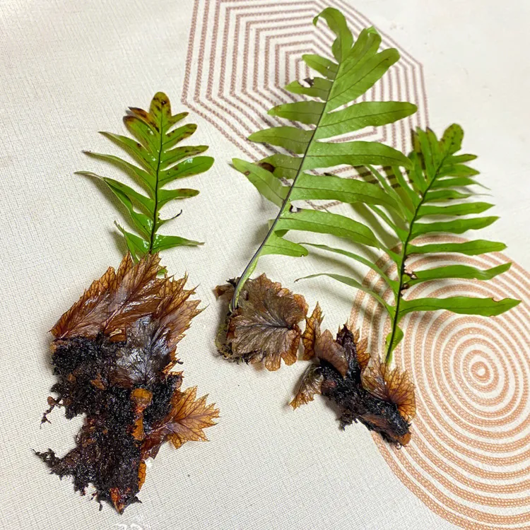 蕨类植物雨林龟缸造景 禅意绿植室内常青庭院书房茶室客厅