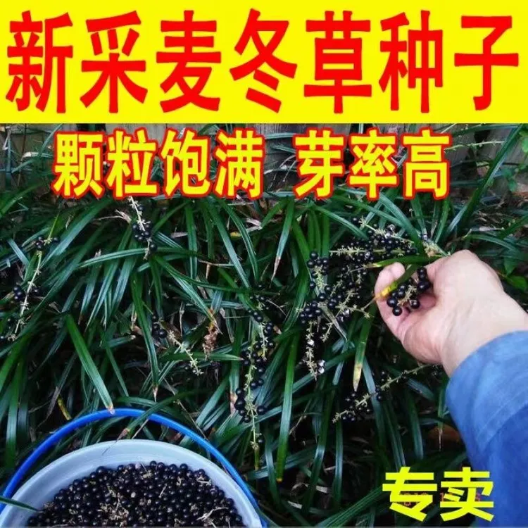 麦冬草种籽四季草坪种子玉龙草细叶宽叶日本矮生金边麦冬庭院草籽