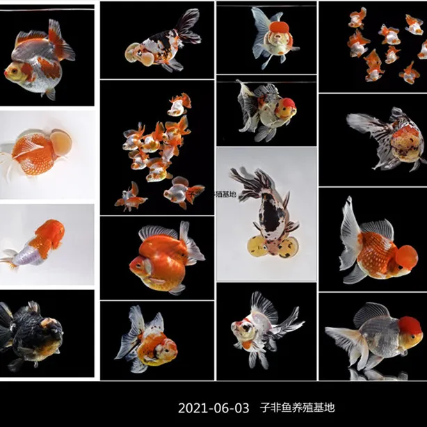鱼苗百褶泰狮兰寿蝶尾水泡鹤顶红等包活兰寿风水鱼冷水鱼观赏鱼