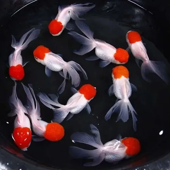 水泡蝶尾泰狮兰寿等大眼金鱼冷水鱼好养观赏鱼活体养鱼养殖水族