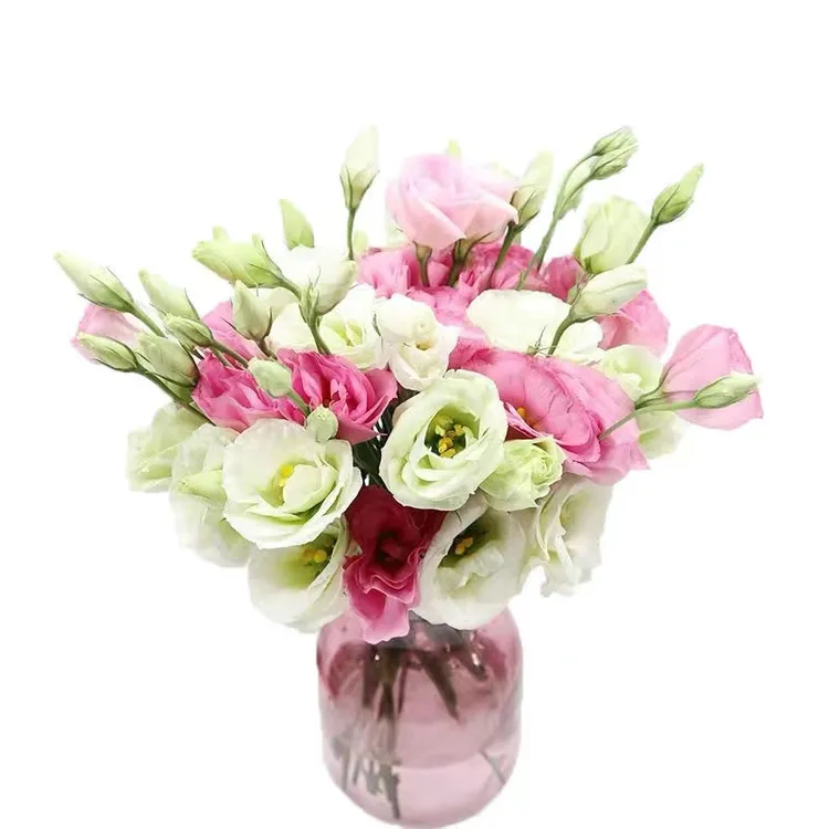 洋桔梗-（温度0度以下地区需拍保温棉冻坏不售后、售后时效签收24内