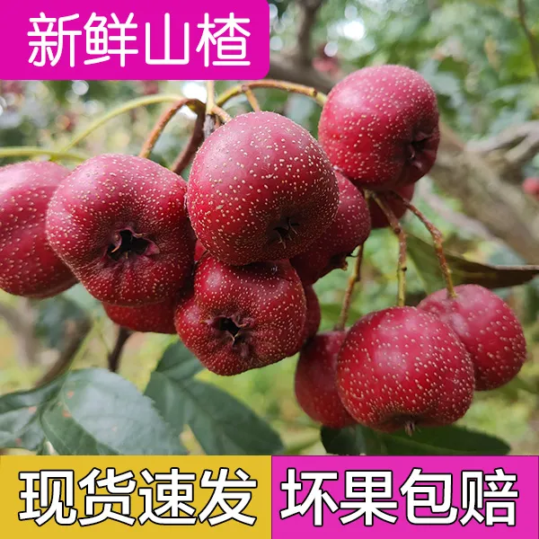 【精选秋果】甜酸爽口沙面果肉冰糖葫芦不化糖无虫颜色好果形圆润