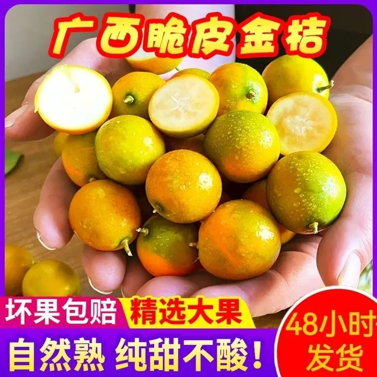 脆皮金桔广西融安金桔皮薄多汁甜度高产地直发