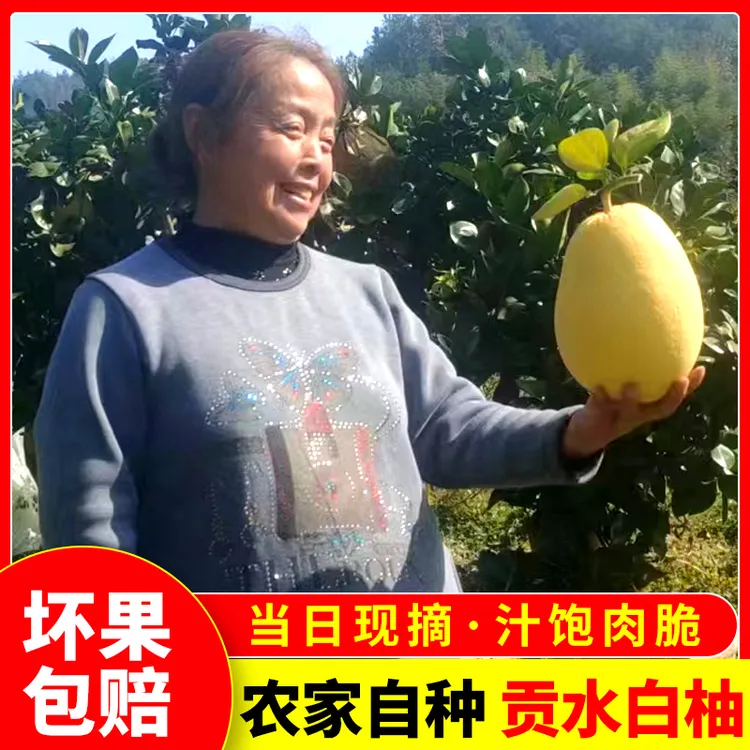 湖北恩施宣恩贡水白柚子白心肉当季新鲜水果酸甜可口多汁柚香浓郁