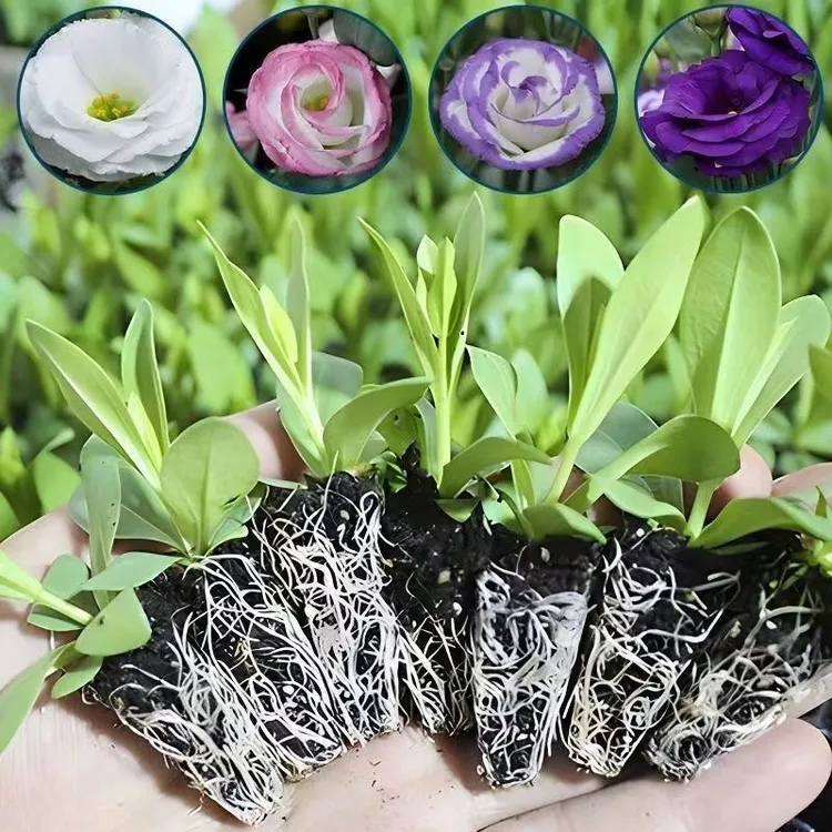 【5棵混色洋桔梗花苗】重瓣洋桔梗花苗四季开花多年阳台庭院易成活