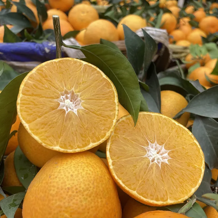 四川浦江眉山丹棱爱媛果冻橙新鲜水果农户直发