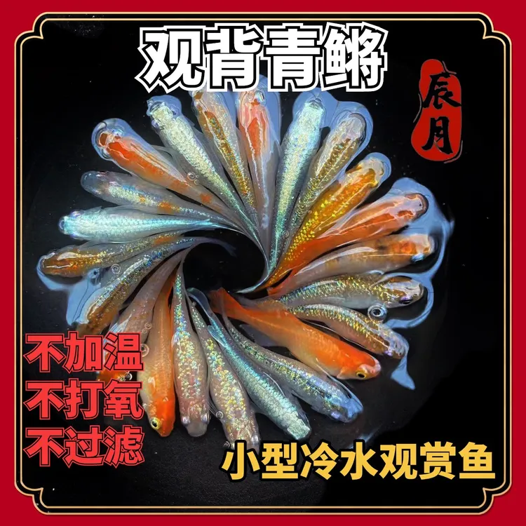 观背青鳉小型鱼冷水鱼宠物不加温打活体氧食蚊鱼饲养发货古法养鱼