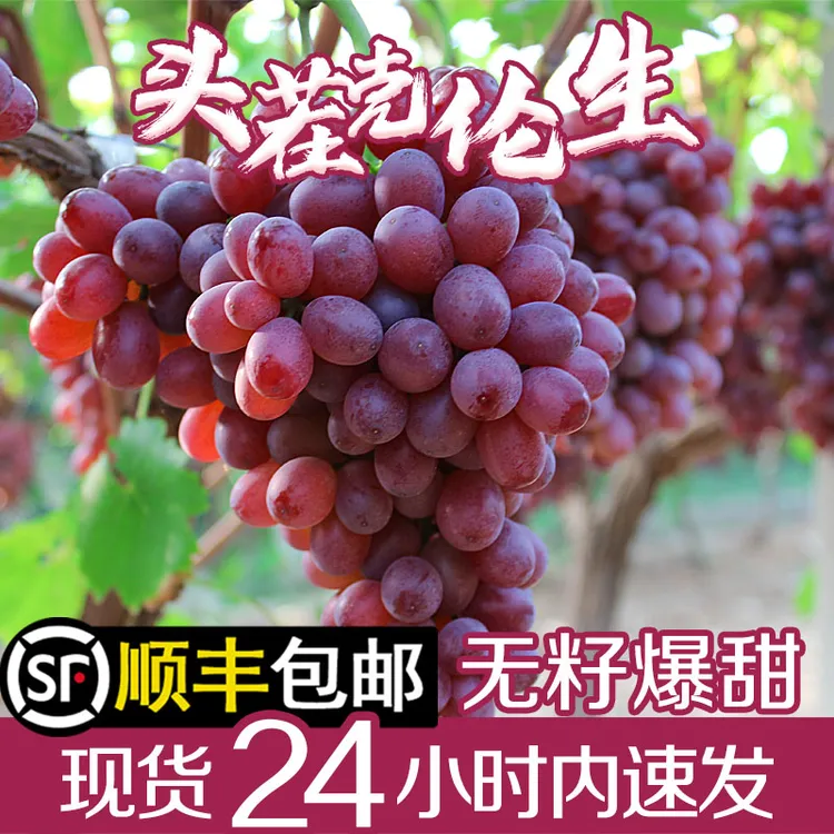 【顺丰包邮】山西运城头茬正宗克伦生无籽红提葡萄新鲜水果澳洲无核
