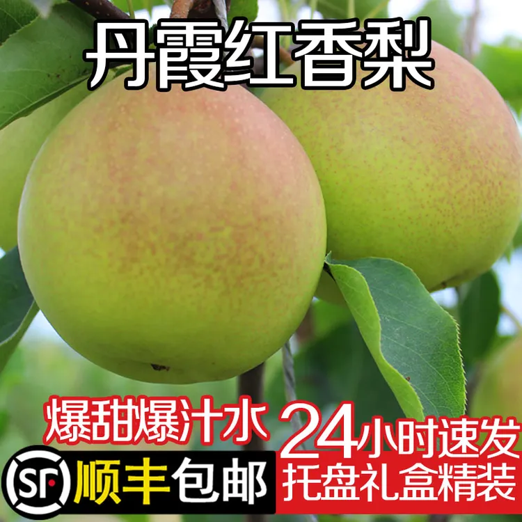 【顺丰包邮】正宗山西运城当季新鲜水果现摘丹霞红香水梨子香酥脆梨
