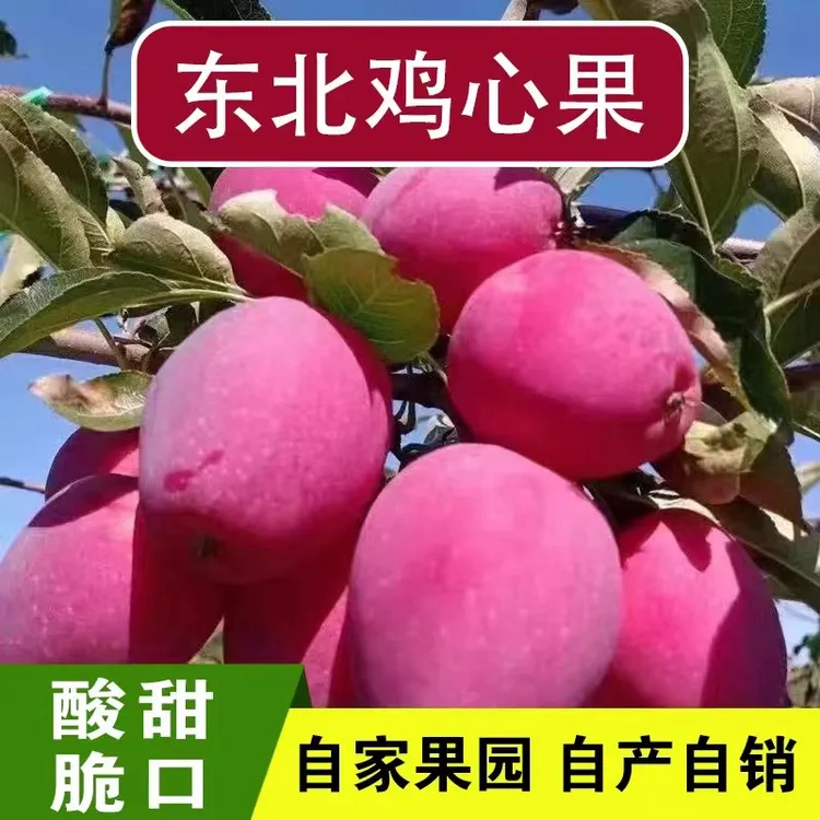 【划拉哥团长专属】东北鸡心果新果上市大果3斤/5斤包邮