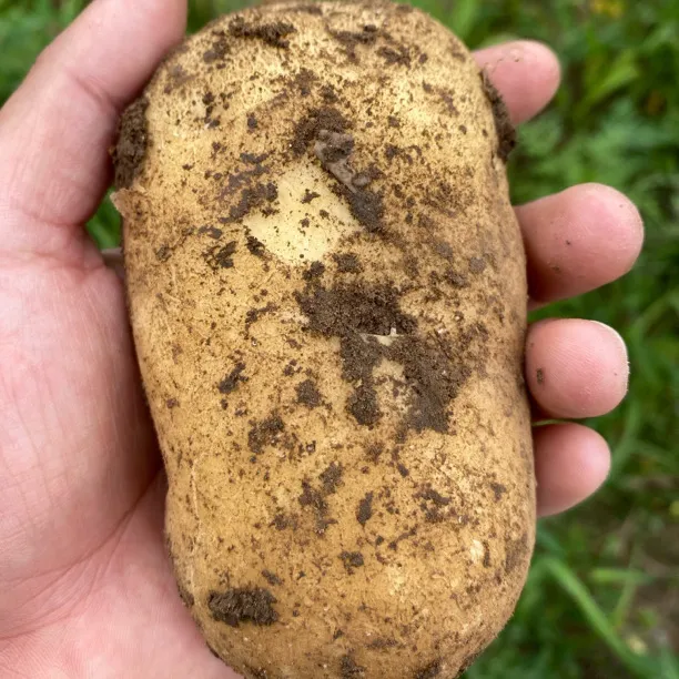 小山家纯农家肥不打药土豆 