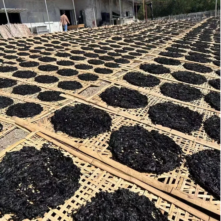 海山紫菜头水紫菜无沙免洗自晒洗菜新鲜美味煮汤炒饭精选紫菜